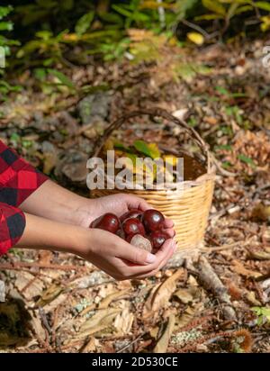 Donna che tiene castagne per cavalli e un cesto di castagne nei boschi, castagne sarde, castagne motte, aritzo Foto Stock