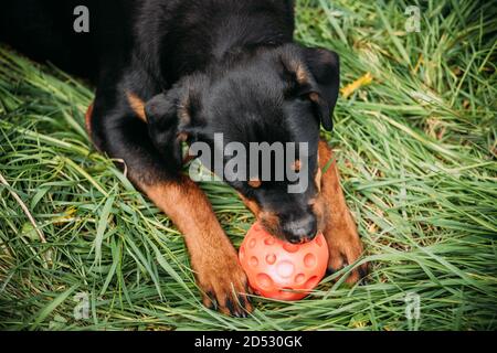 Divertente giovane nero Rottweiler Metzgerhund Puppy cane giocare con palla in erba verde nel Summer Park Outdoor. Rott, cane Rottie Foto Stock