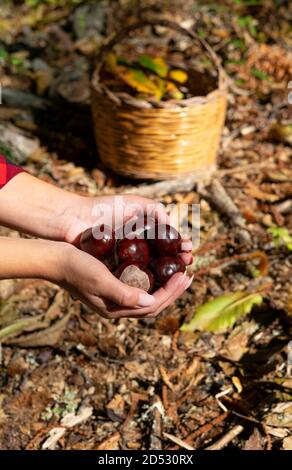 Donna che tiene castagne per cavalli e un cesto di castagne nei boschi, castagne sarde, castagne motte, aritzo Foto Stock