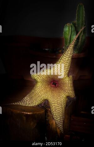 Fiore gigante di Starfish - Stapelia gigantea fiore con nackground scuro Foto Stock