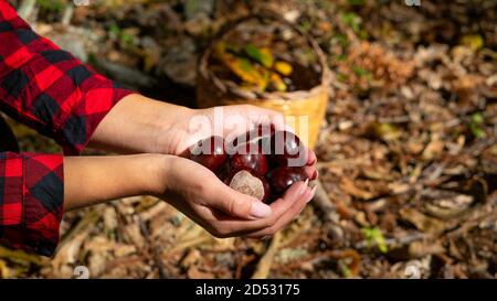 Donna che tiene castagne per cavalli e un cesto di castagne nei boschi, castagne sarde, castagne motte, aritzo Foto Stock