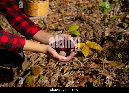 Donna che tiene castagne per cavalli e un cesto di castagne nei boschi, castagne sarde, castagne motte, aritzo Foto Stock