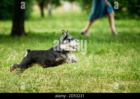 Mini Schnauzer Dog o Zwergschnauzer Funny corsa veloce all'aperto in Erba estiva Foto Stock