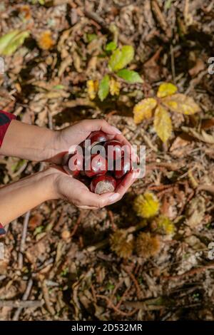 Donna che tiene castagne per cavalli e un cesto di castagne nei boschi, castagne sarde, castagne motte, aritzo Foto Stock