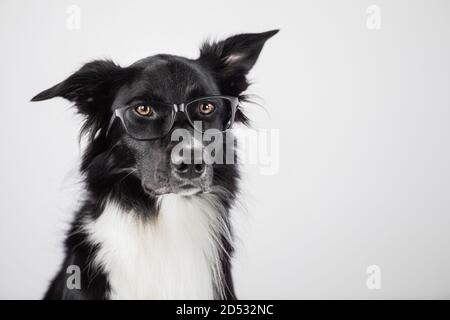 Primo piano ritratto di cane divertente indossare occhiali. Border Collie nerd, ritorno a scuola, concetto di intelligenza animale. Adorabile animale domestico guardando da parte isolato o Foto Stock