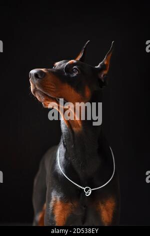 Ritratto di un giovane e bello Doberman su un nero sfondo di alta qualità Foto Stock