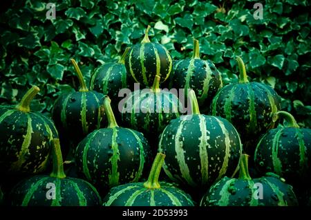 Una pila di squash a strisce verdi con sfondo verde fogliame. Foto Stock