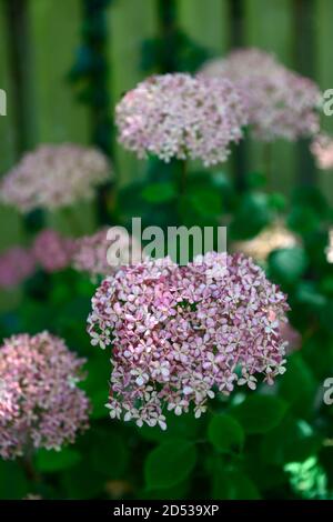 Idrangea arborescens Rosa Annabelle,Ncha2,fiori bianchi rosa,fiore,fioritura,giardino,idrangee,RM Floral Foto Stock