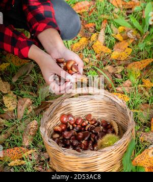 Donna che raccoglie un cesto di castagne nei boschi, castagne sarde, aritzo Foto Stock