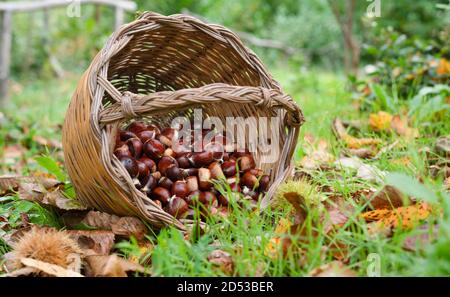 Raccolta di castagne in cesto di vimini Foto Stock