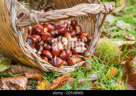 Raccolta di castagne in cesto di vimini Foto Stock