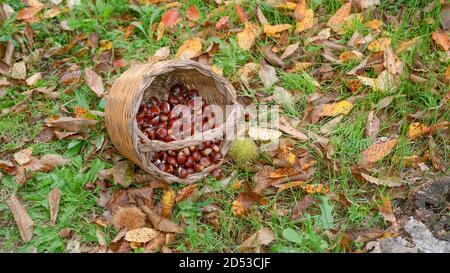 Raccolta di castagne in cesto di vimini Foto Stock