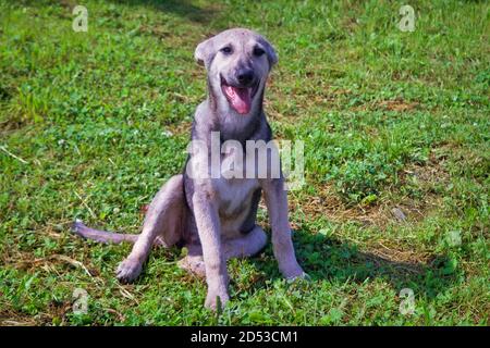 Cucciolo mongrel cane sullo sfondo di erba verde primo piano Foto Stock