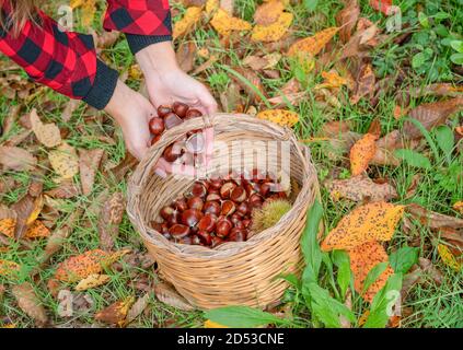 Donna che raccoglie un cesto di castagne nei boschi, castagne sarde, aritzo Foto Stock