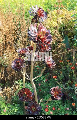 Un gruppo di Aeonium arboreum atropurpureum Foto Stock