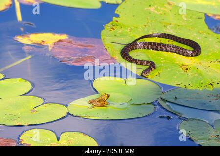 Un serpente d'acqua striscia su una foglia di giglio d'acqua un lago ad una rana verde crogiolarsi al sole Foto Stock