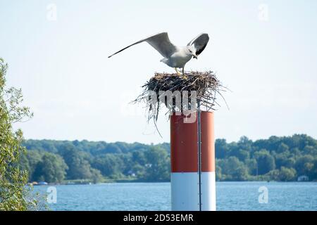 Gabbiano gluttonico in cerca di cibo sedette su qualcun altro nido Foto Stock