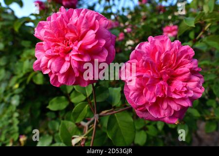 Una bella rosa in un giardino primaverile Foto Stock