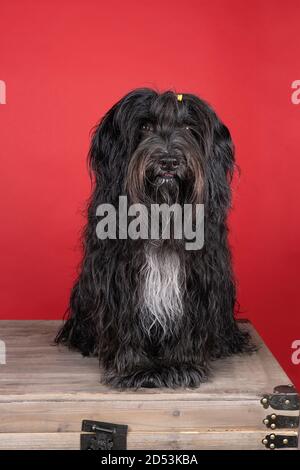 Uno Schapendo o un olandese Sheepdog seduto su uno sfondo rosso Foto Stock