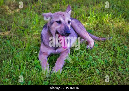 Cucciolo mongrel cane sullo sfondo di erba verde primo piano Foto Stock