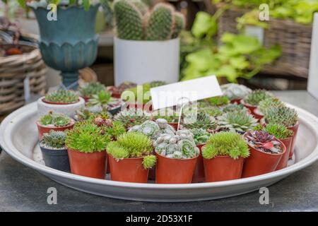 Primo piano vista su un gruppo di piccoli cactus decorati in un piccolo vaso di ceramica d'epoca nel negozio di decorazione di casa. Foto Stock