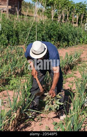 Uomo colombiano con cappello nel campo scavando, per pulire il frutteto. Foto Stock