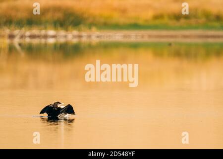 Vista da dietro di un comune Loon che si estende le sue ali Sul lago Brown Foto Stock