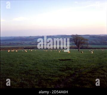 Pascolo di pecore in un campo vicino a Western Barn, Winkleigh, Devon, Regno Unito tardi in un pomeriggio invernale. Fotografato a metà degli anni '80. Foto Stock