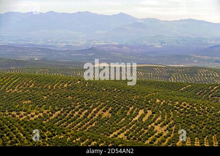 Coltivazioni estese di olivi Foto Stock