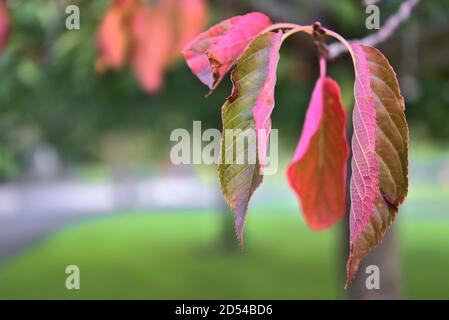 Belle foglie di ciliegio rosso d'autunno che esprimono il cambiamento di stagione dall'estate alla caduta. Inquadratura sfocata e ravvicinata Foto Stock