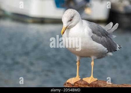 uccello gabbiano zampe gialle nel porto arroccato su legno Foto Stock