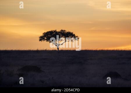 Serengeti tramonto con silhouette di lone tree in Kenya, Africa Foto Stock