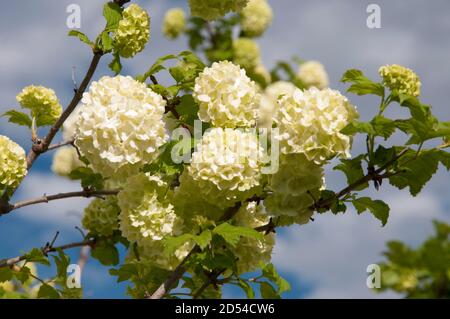 Viburno rose, viburnum opulus, pompon o snowball tree, Nativi Nord Europa Foto Stock