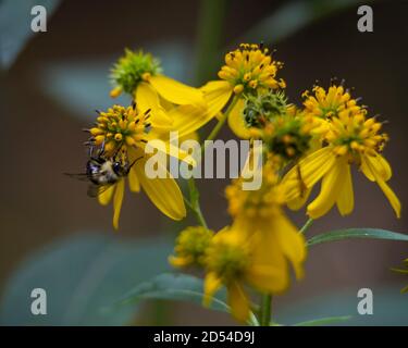 Fotografia di insetti, macro immagini di api Foto Stock