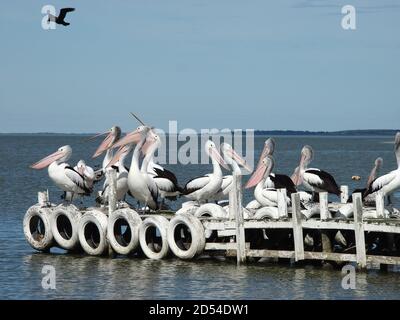 Pellicani australiani, Milang, Australia meridionale Foto Stock