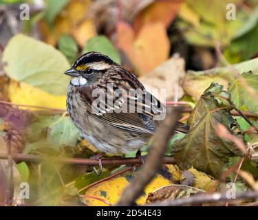 Vista del profilo di Sparrow in primo piano su un ramo con sfondo sfocato che si affaccia sul lato sinistro nel suo habitat e ambiente nella foresta. Immagine Sparrow. Foto Stock