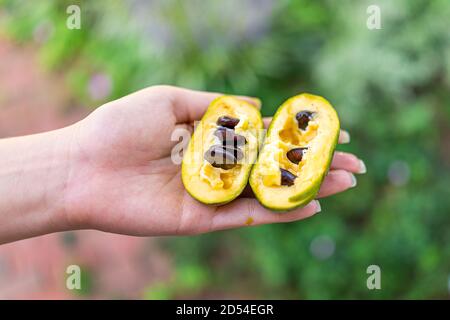 Macro closeup di mano che tiene matura aperta succosa pawpaw dolce frutta in giardino selvatico foraggio con tessitura gialla e semi Foto Stock