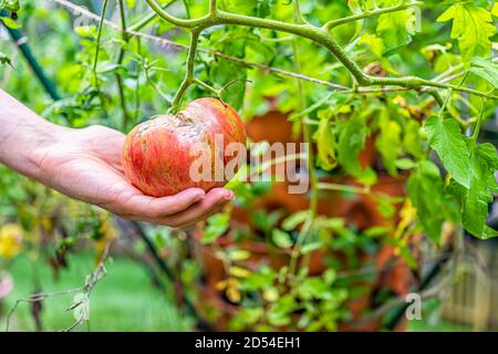 Macro closeup di mano che tiene grande maturo Heirloom rosso striato pomodoro appeso crescere su pianta vite in giardino contenitore verticale torre giardino Foto Stock