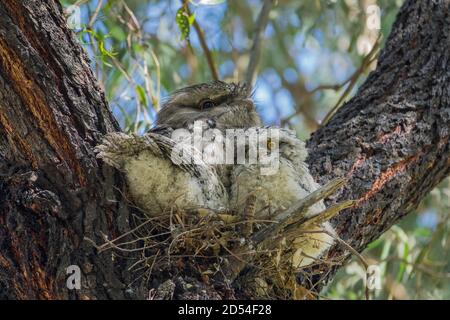 Maschio australiano Tawny Frogmouth con due pulcini sul nido in forchetta di albero nativo australiano, Gilpin Park, Brunswick, Victoria, Australia Foto Stock