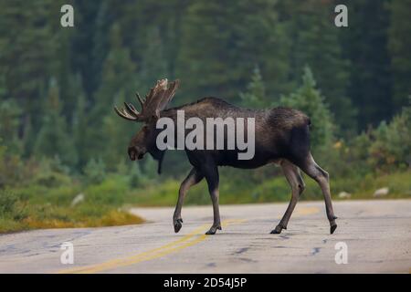 Bull alce alces alces shiras camminando attraverso una strada dentro Colorado Foto Stock