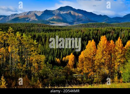 Una bella scena autunnale lungo l'autostrada 40 vicino Cadomin Alberta Canada. Foto Stock