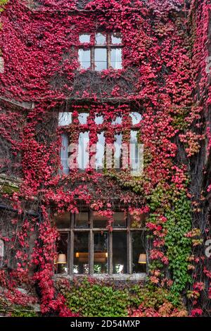 Autumnal Virginia Creeper / American Ivy on the Abbey Hotel in Great Malvern, Worcestershire, Inghilterra Foto Stock