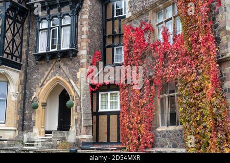 Autumnal Virginia Creeper / American Ivy on the Abbey Hotel in Great Malvern, Worcestershire, Inghilterra Foto Stock