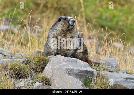 Una marmotta selvaggia Hoary 'marmota caligata', seduta su una roccia su una collina rocciosa di montagna nella campagna Alberta Canada Foto Stock