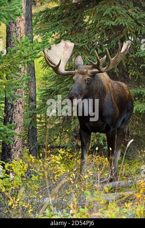 Una vista frontale di un alce toro selvatico 'Alces alces', camminando in avanti nel suo habitat forestale nel Jasper National Park in Alberta Canada. Foto Stock