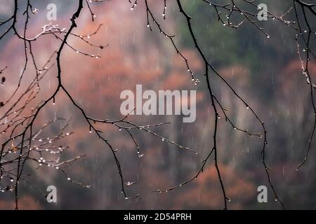 Pioggia nel tardo autunno Foto Stock