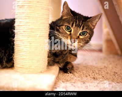 Mintie il tabby al graffiatore Foto Stock