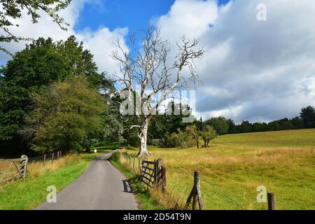 Strada di campagna attraverso la Highclere Estate, Newbury, Berkshire, Regno Unito Foto Stock