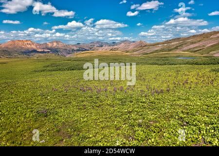 Campi di Larkspur, Colorado Trail, Colorado Foto Stock