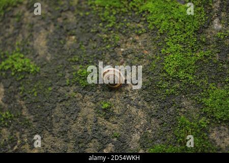 Grande lumaca Guscio in strisciando sulla strada, giorno di estate in giardino Foto Stock